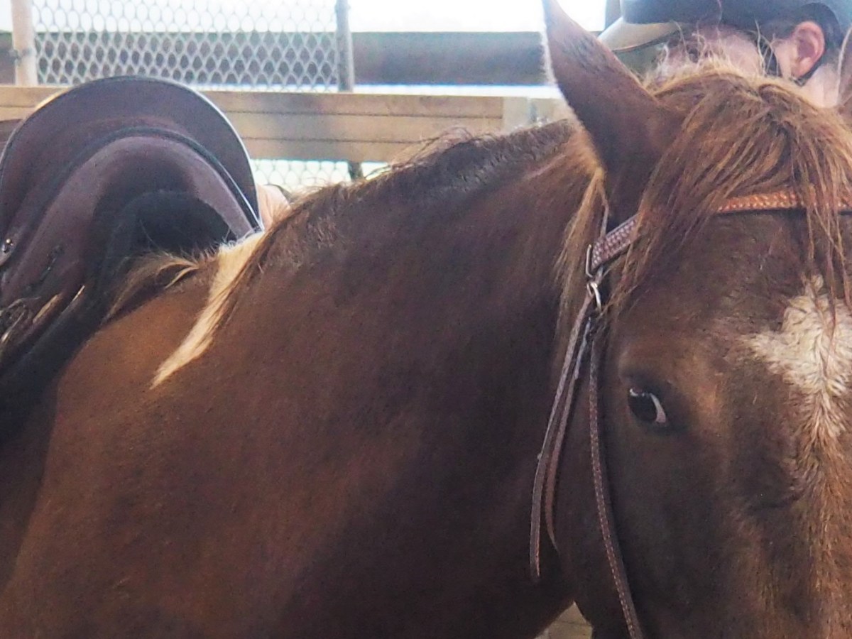 My own Cloete Mounted Archery&nbsp;saddle!