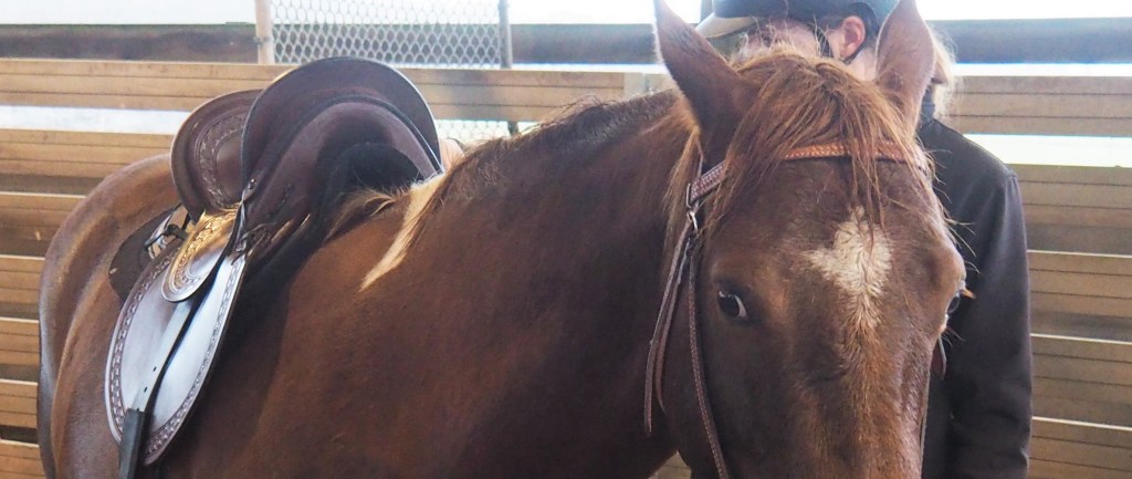 My own Cloete Mounted Archery&nbsp;saddle!